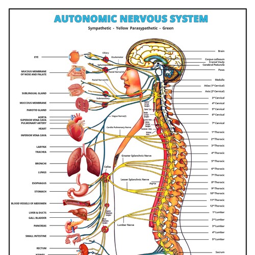 Bring our autonomic nervous system to life! | Poster contest