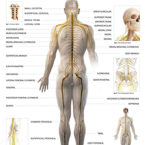 The Spinal Nerves