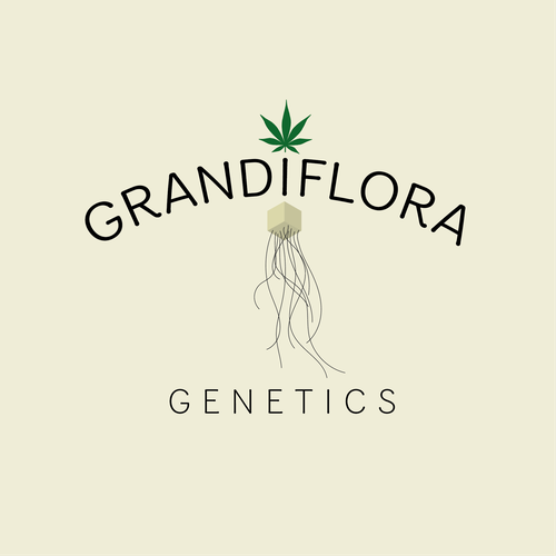 Genetics logo with the title 'Grandiflora Genetics Branding '