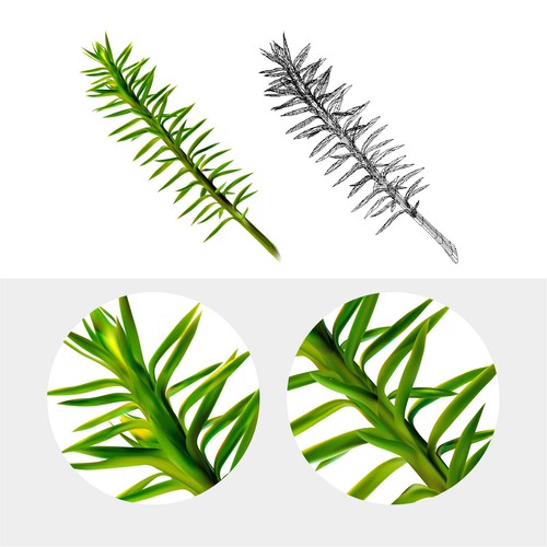 Plant illustration with the title 'Plant. Vector illustration.'