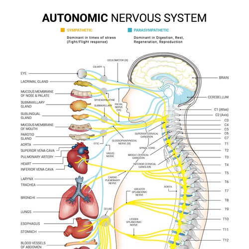 Poster illustration with the title 'Autonomic Nervous System Poster'