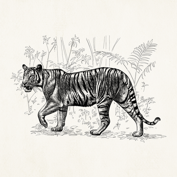 Tiger artwork with the title 'Tiger illustration'