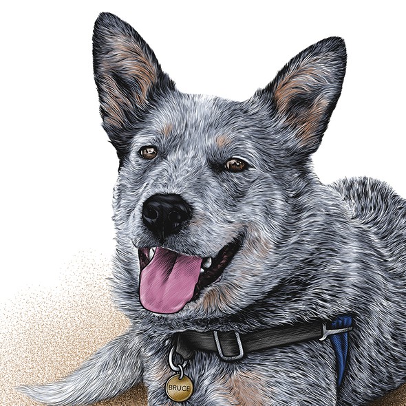 Pet illustration with the title 'Bruce'