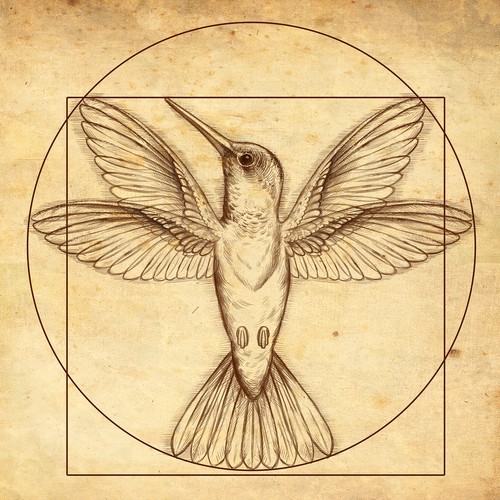Pencil design with the title 'Hummingbird drawing '