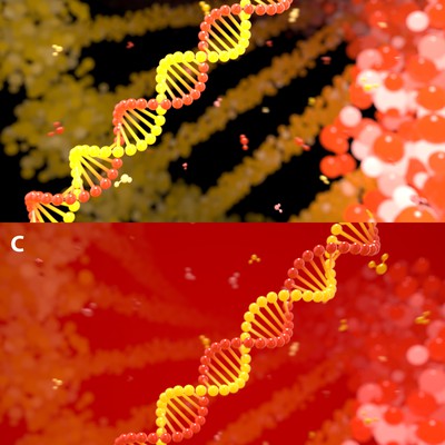 3d DNA