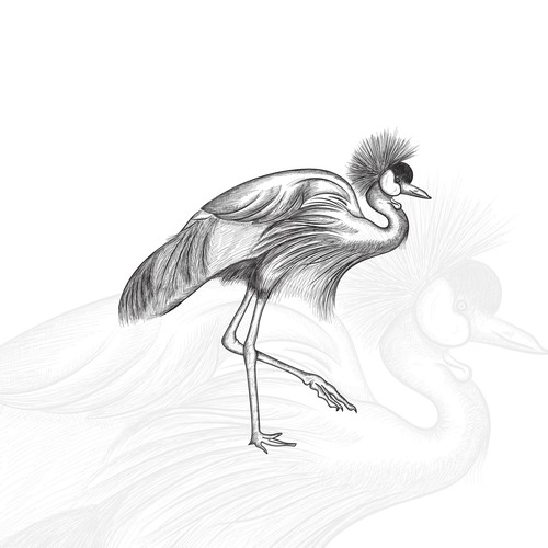 Bird illustration with the title 'Hand drawn illustration for website '