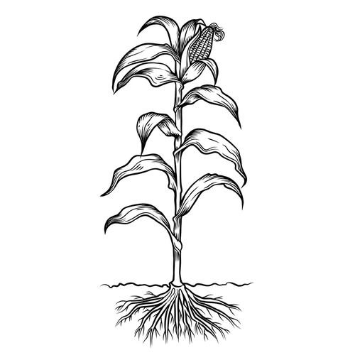 Line drawing artwork with the title 'Corn Plant '