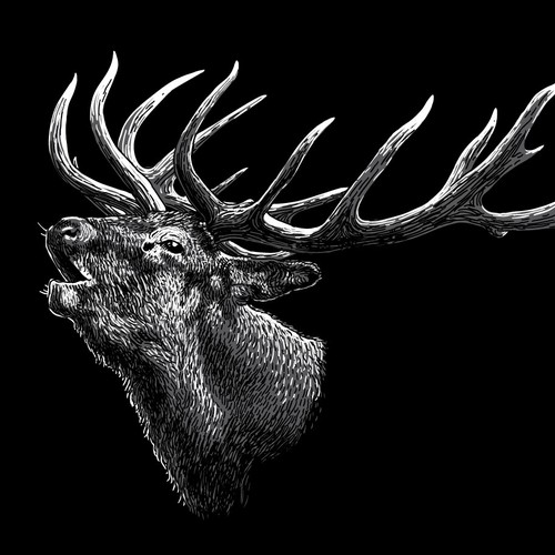 Deer artwork with the title 'Deer Stag Illustration'