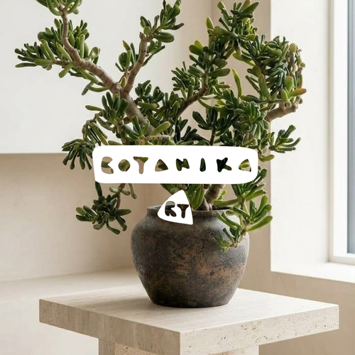 Home design with the title 'Botanika Art'