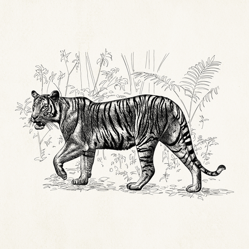 Nature illustration with the title 'Tiger illustration'