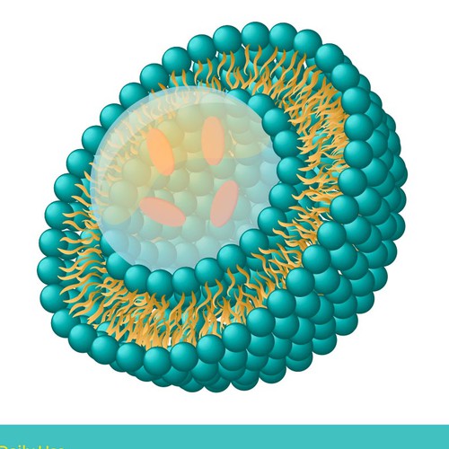 Medical artwork with the title 'Liposome Design'