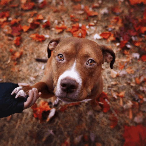 Instagram ad design with the title 'Facebook Instagram Ad'