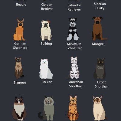 Dogs and Cats Flat UI Design