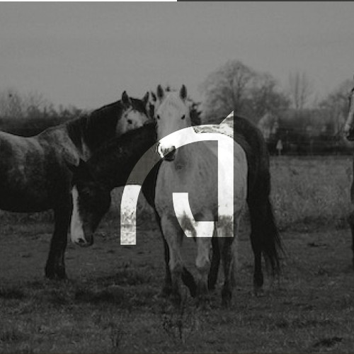 Texas logo with the title 'Cavallino Ranch'