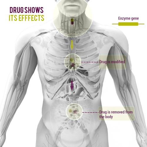 Anatomy artwork with the title 'drug breakdown'