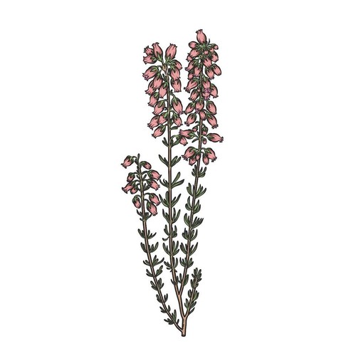 Flower artwork with the title 'Flower Illustration.'