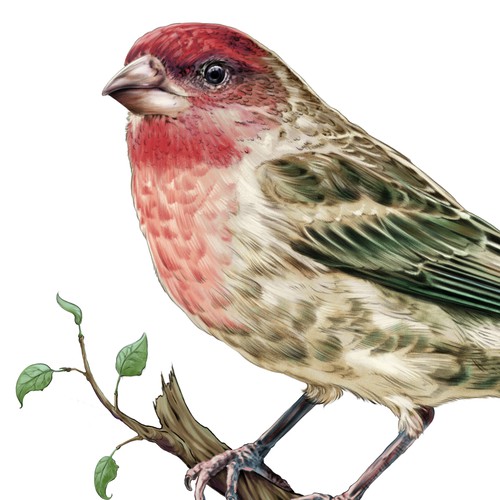 Bird artwork with the title 'Hand Drawn Bird Illustration'