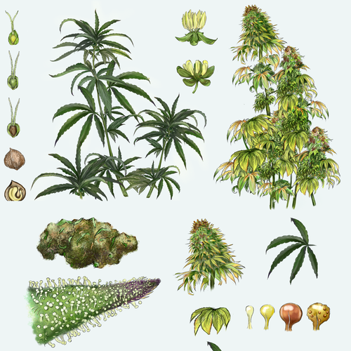 Marijuana artwork with the title 'Hand drawn cannabis plant realistic'
