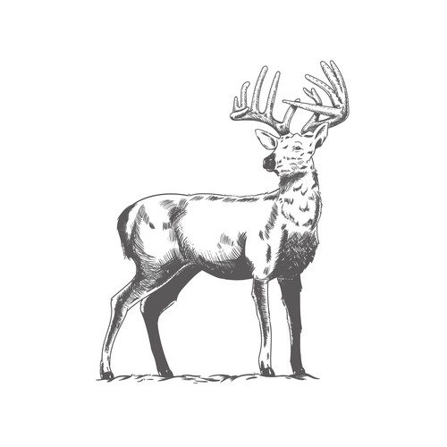Deer artwork with the title 'Deer Illustration'