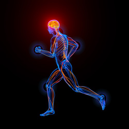 Human figure design with the title '3d Anatomy'