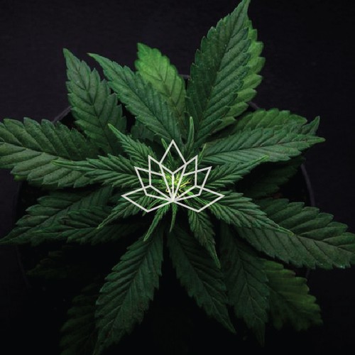 Edgy logo with the title 'Clear logo for cannabis derivatives'