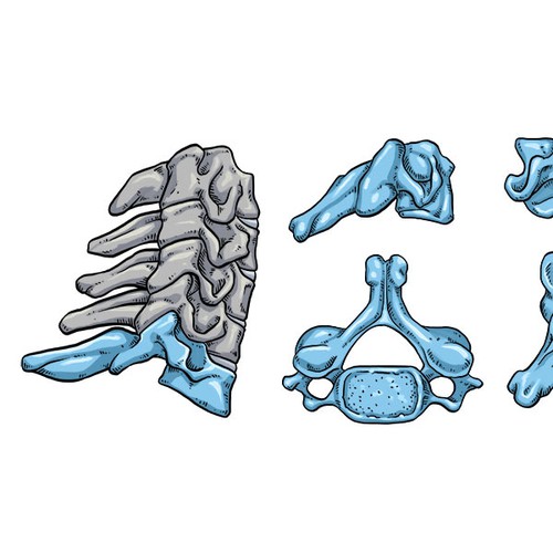 Human illustration with the title 'Human Spine'