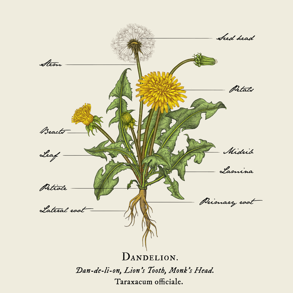 Nature artwork with the title 'Clinical looking illustration of Dandelion plant'