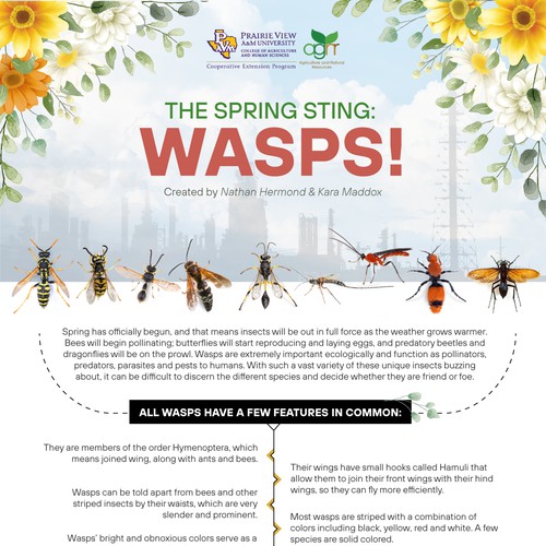 Wasp design with the title 'Infographic'