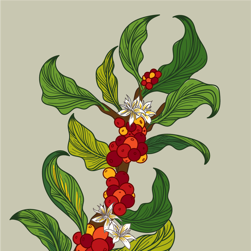 Mural design with the title 'mural design concept for Seven Seas Roasting Co.'