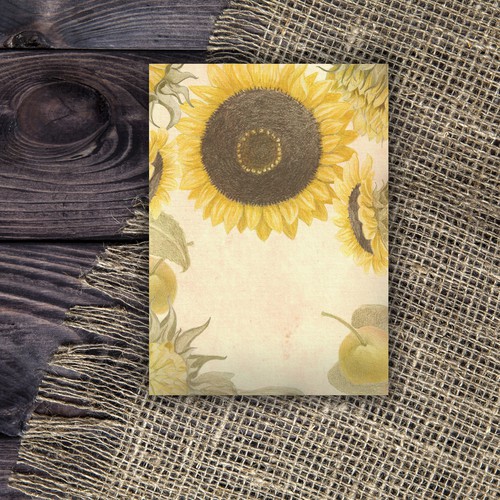 Sunflower design with the title 'illustration for sunnflower  seed packaging'