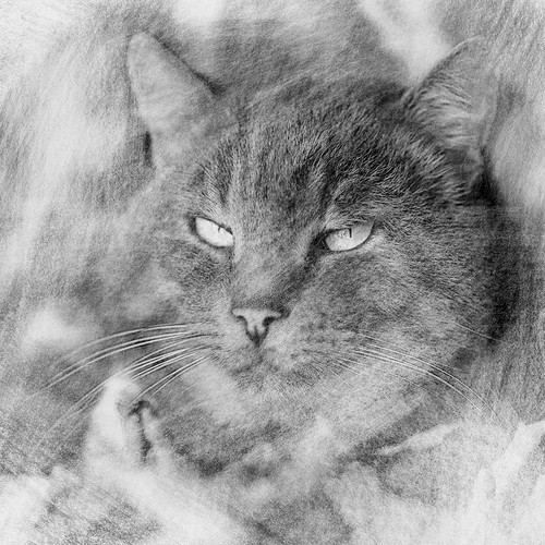 Digital illustration with the title 'Black and white pencil drawing cat'