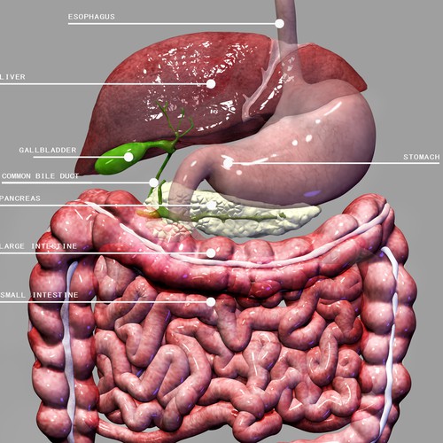 Anatomy artwork with the title 'ANATOMY'