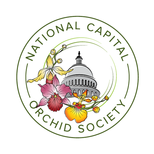 Florist design with the title 'orchid flower logo'