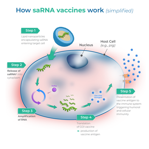 Medical artwork with the title 'Vaccines Medical Illustration'