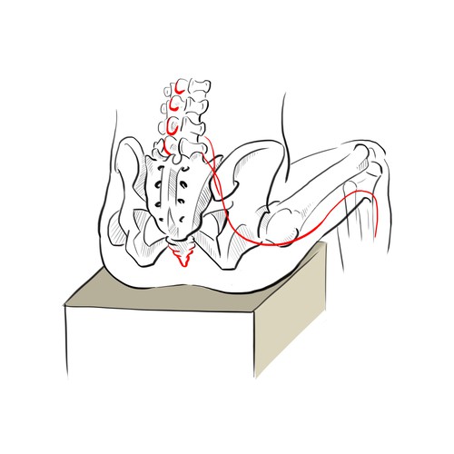 Medical artwork with the title ' anatomy'