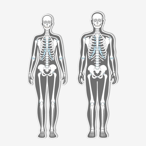 Health artwork with the title 'Vector Illustration of human skeletons for medical site'