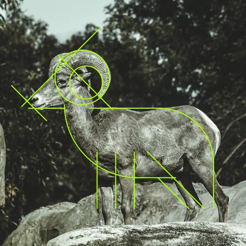 Goat brand with the title 'Goat Farms'