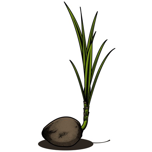 Fruit t-shirt with the title 'coconut design for RDunaway1'