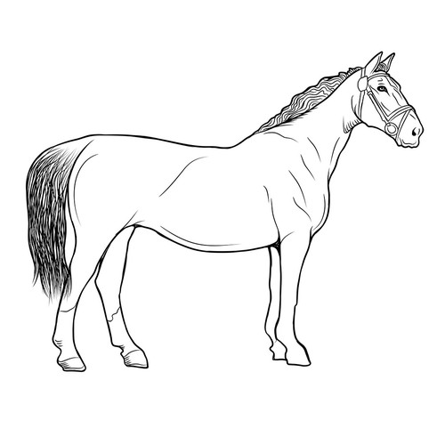Line drawing artwork with the title 'Horse'