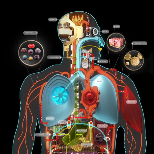 Mechanical design with the title 'Metabolic human scheme'