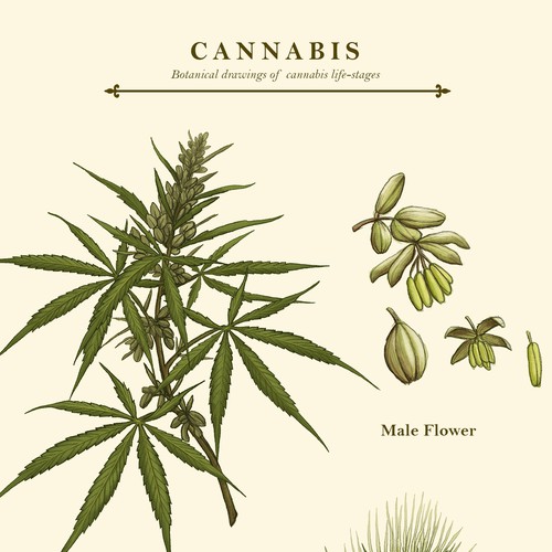 Botanical illustration with the title 'Botanical Ilustration'