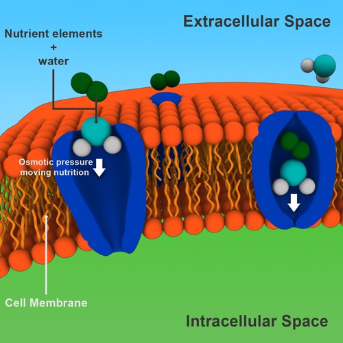 Diagram design with the title 'Science/Biology Illustration'