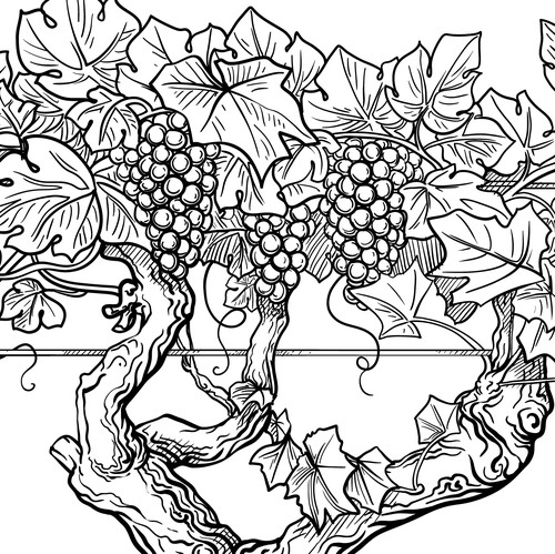 Engraving artwork with the title 'Grapevine in vector style'