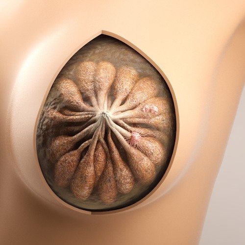 Anatomy design with the title '3D Mammography'