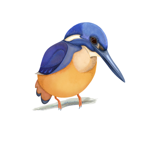Digital artwork with the title 'Illustration of an Australian bird'