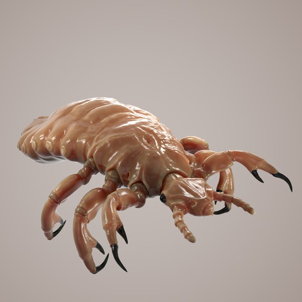 Sculpture design with the title 'louse'