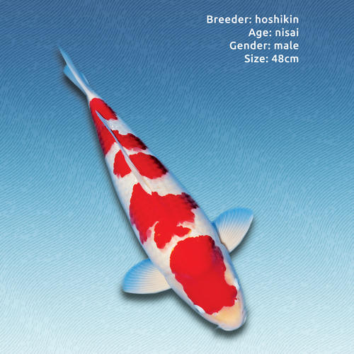 Advert design with the title 'Koi advert'