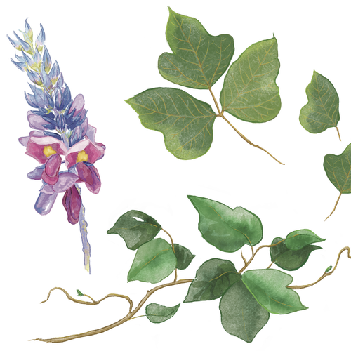 Leaf artwork with the title 'Watercolor flowers and leaves illustrated elements'