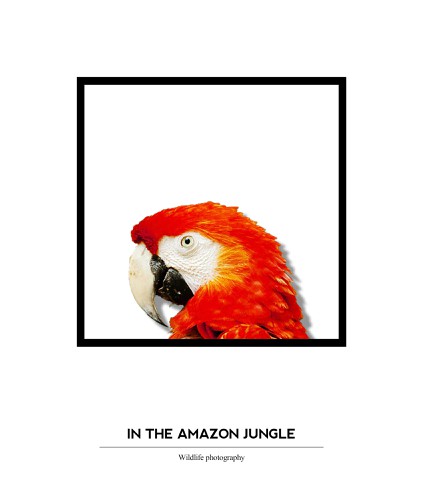 Photography book cover with the title 'In the Amazon Jungle'