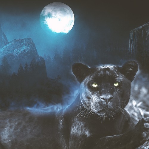 Jaguar design with the title 'Scars of love book cover'